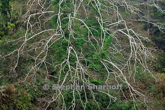 branches across river graphic
